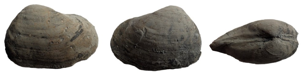 PleuromyaUniformis.thumb.jpg.2496152f13d45d9f3391f3b792c2f883.jpg