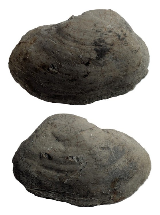 PleuromyaUniformis1.thumb.jpg.89ad3ec0d5aece6b02d1004de67dd7c8.jpg