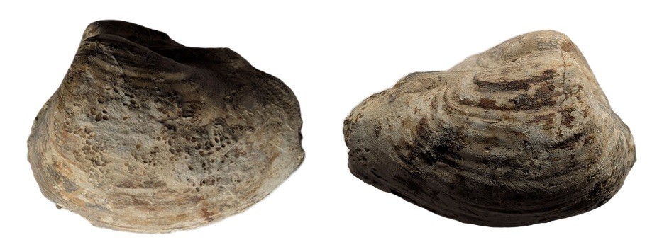 PleuromyaUniformis2.jpg.afdf6cc8fafe7c51dbbe128abcad9941.jpg