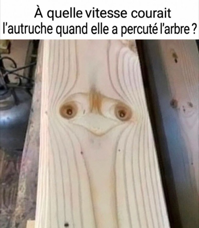 VITESSE_AUTRUCHE.jpg