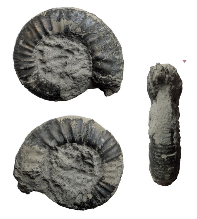 ammonite.thumb.jpg.3b9c7c339db55b3c8a8f662dd1676b8f.jpg