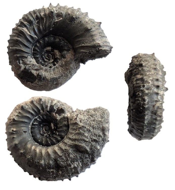 ammonite2.thumb.jpg.23dc1ba20477b1789b60fd0ec37c9221.jpg
