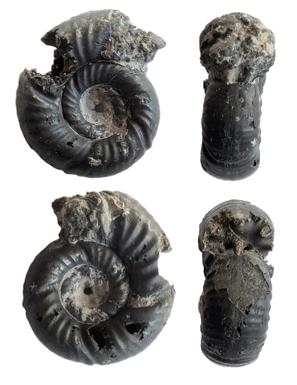 ammonite3.thumb.jpg.be102ed602bcc0931376fc4eace365d8.jpg