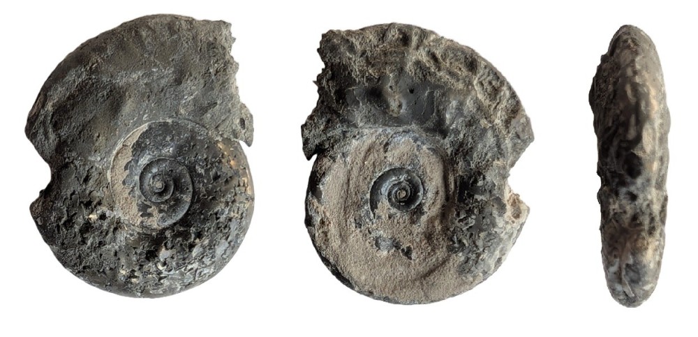 ammonite4.thumb.jpg.5cfe3868b15f9e65d06f31438c1b03c6.jpg