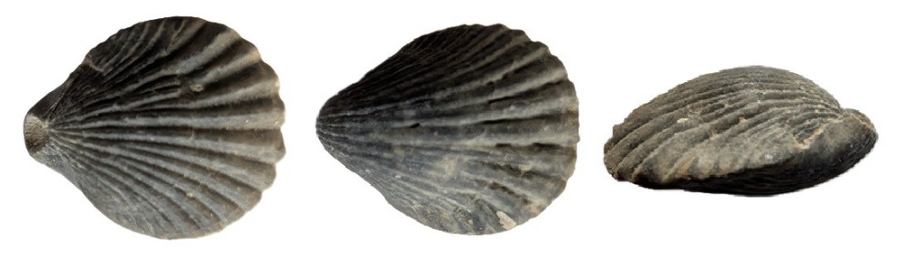 bivalve2.thumb.jpg.27a5d42a560a9496aff747f20cb681ca.jpg