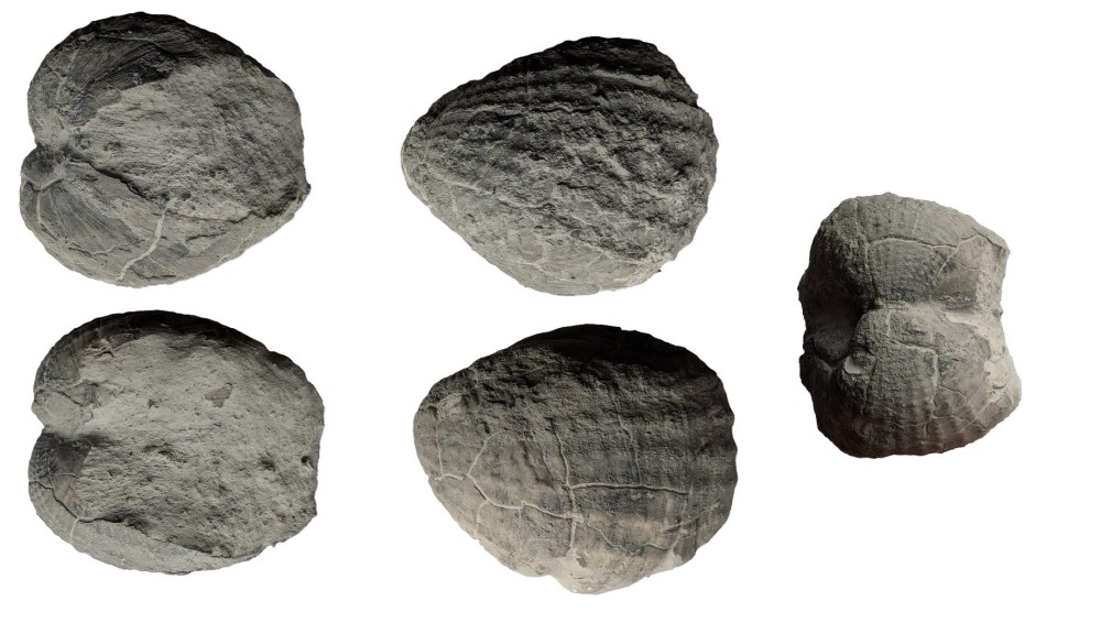 bivalve3.thumb.jpg.2aef891481b1852785a503ac80d9ec92.jpg