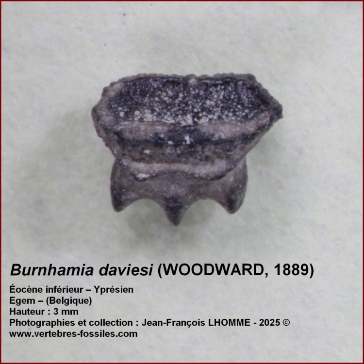 burhnamia_daviesi.jpg