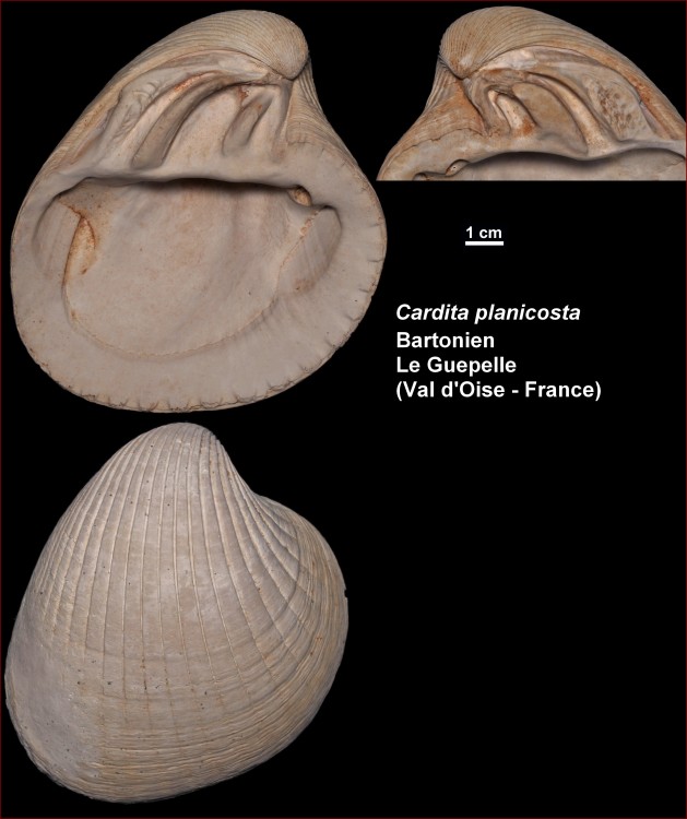 cardita_planicosta.jpg