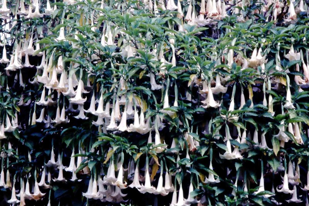 datura.thumb.jpg.49b28023eccedd884c5bee62abc11199.jpg