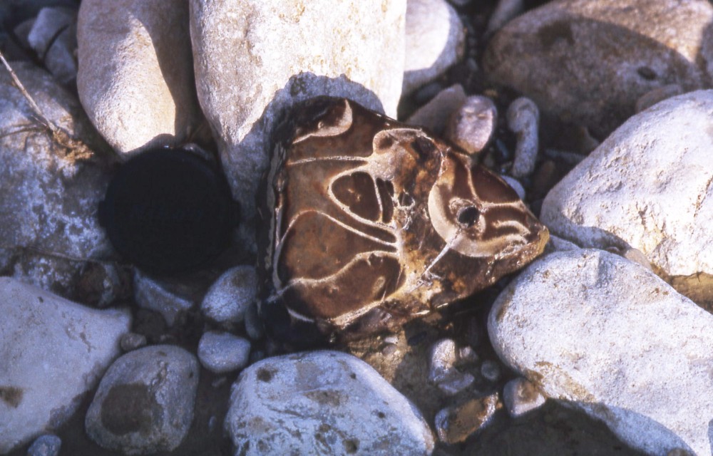 fossilettepoissonelKa2.thumb.jpg.8d680d3dc47a02e5abed8251d651eb44.jpg