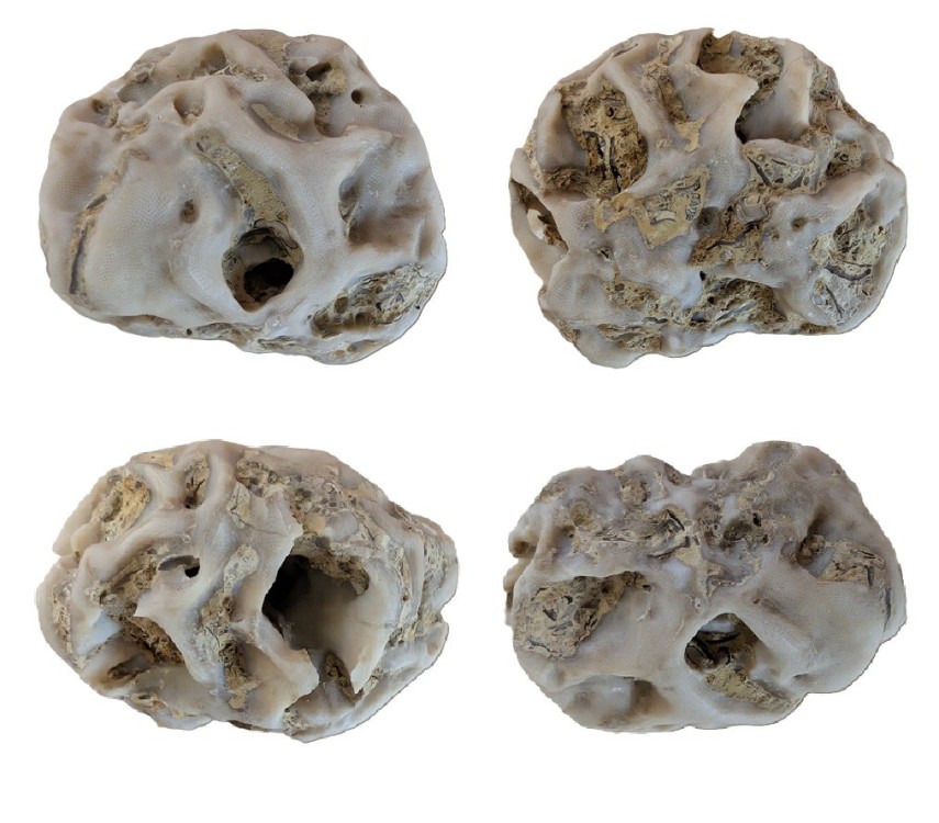 mesenteriporamicheliniouplocoscyphiameandrina.thumb.jpg.884bf9e2aa90caa947457b86ab213f8f.jpg