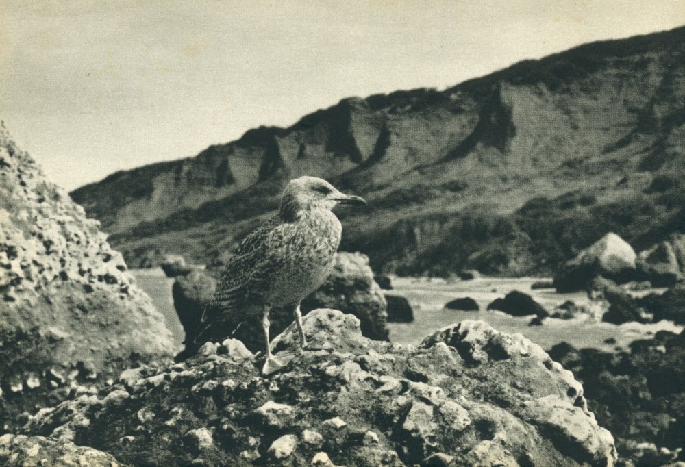 mouette au pied des vaches noires.jpg