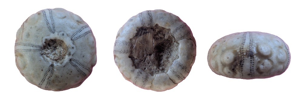 oursin1.jpg.caba9972b4b10e606dcdeaa838274979.jpg