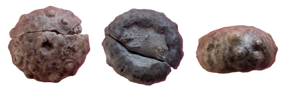 oursin7.thumb.jpg.dded34a364f82a2cd258ffbf783ef657.jpg