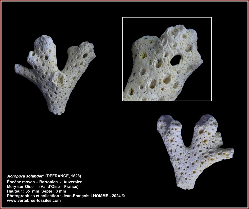 pl_acropora_solanderi_mery2.jpg