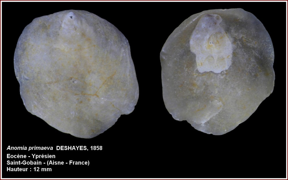 pl_anomia_primaeva_stg1.jpg