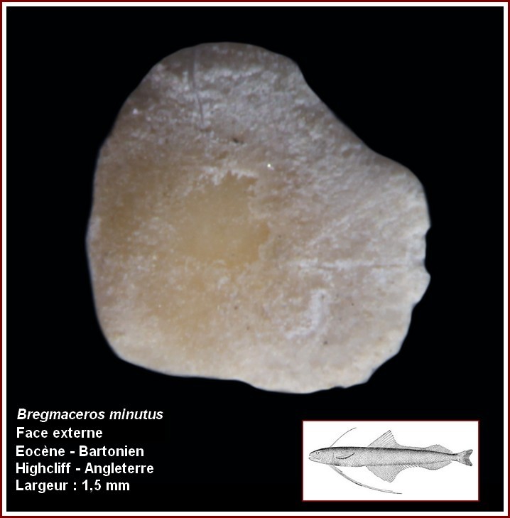 pl_bergmoceras.jpg.4d9000e7ecb0016e371cdc3ee38dbf8e.jpg