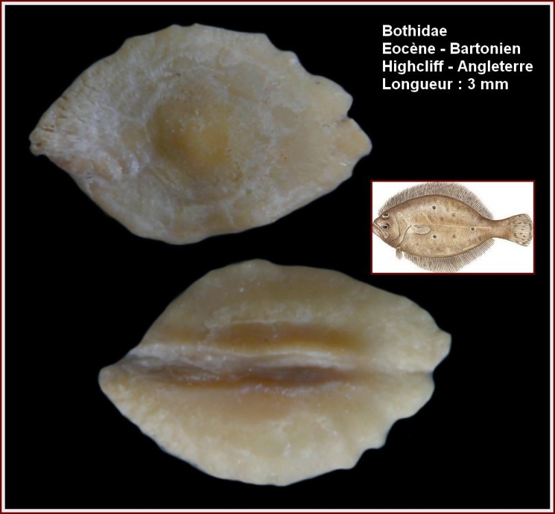 pl_bothidae_uk.thumb.jpg.df144f914dca792c5b9620762a244c00.jpg