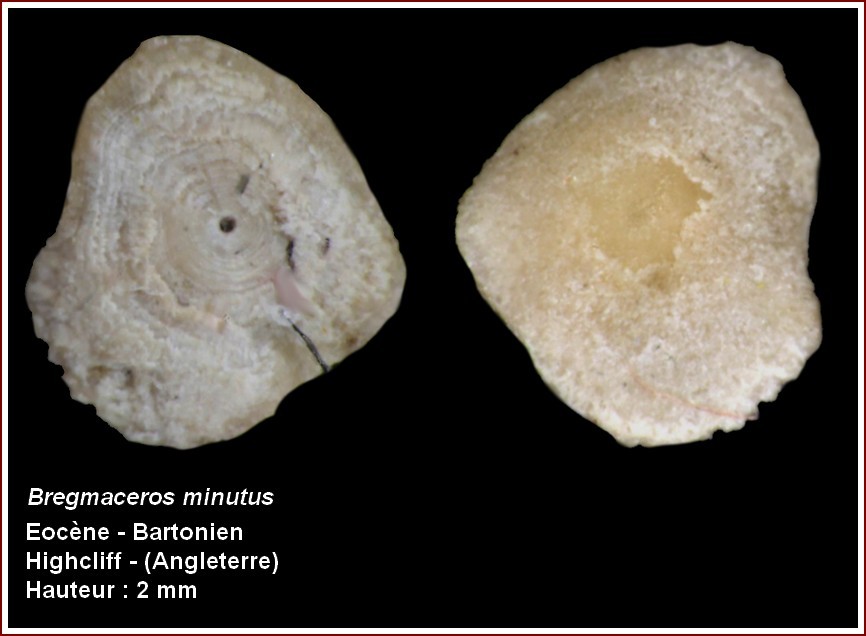 pl_bregmaceros_uk.jpg.b289152e2d0473097c23af33c03c4ec8.jpg