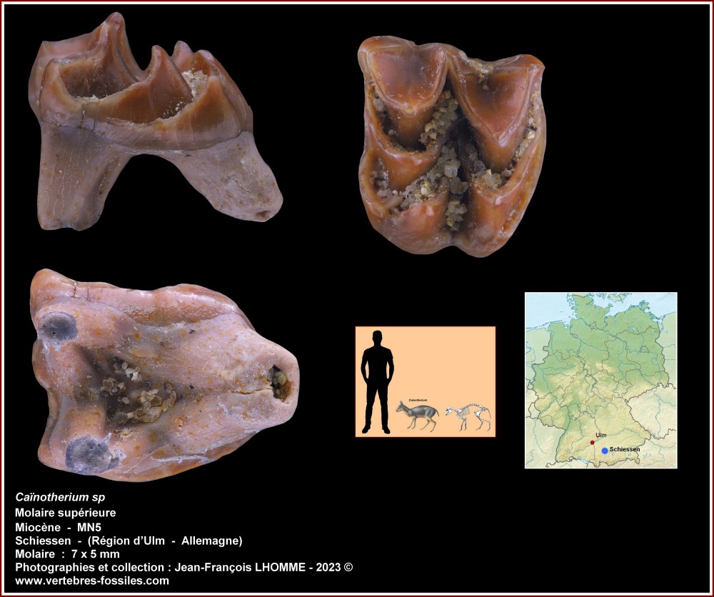 pl_cainotherium_schiessen_mn5.jpg