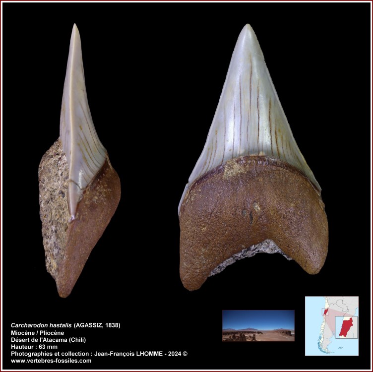 pl_carcharodon_hastalis_chili.jpg