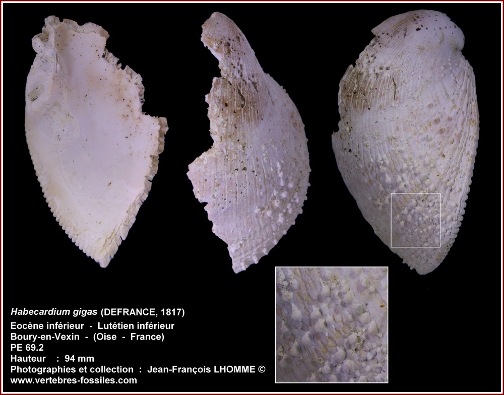 pl_cardium_gigas_boury.jpg