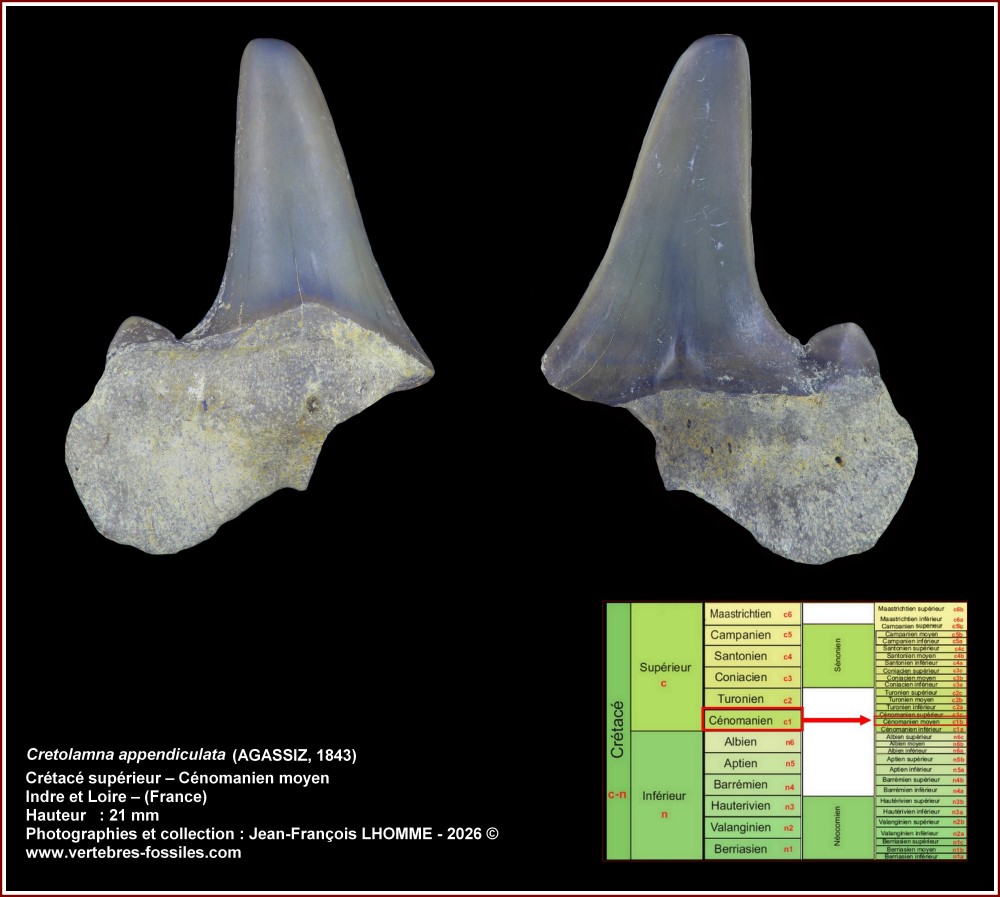 pl_cretolamna_ceno_37_1.thumb.jpg.2afa164fc5bad10926b429c3e4b019e0.jpg