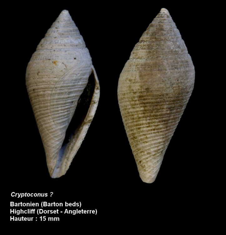 pl_cryptoconus_1.jpg