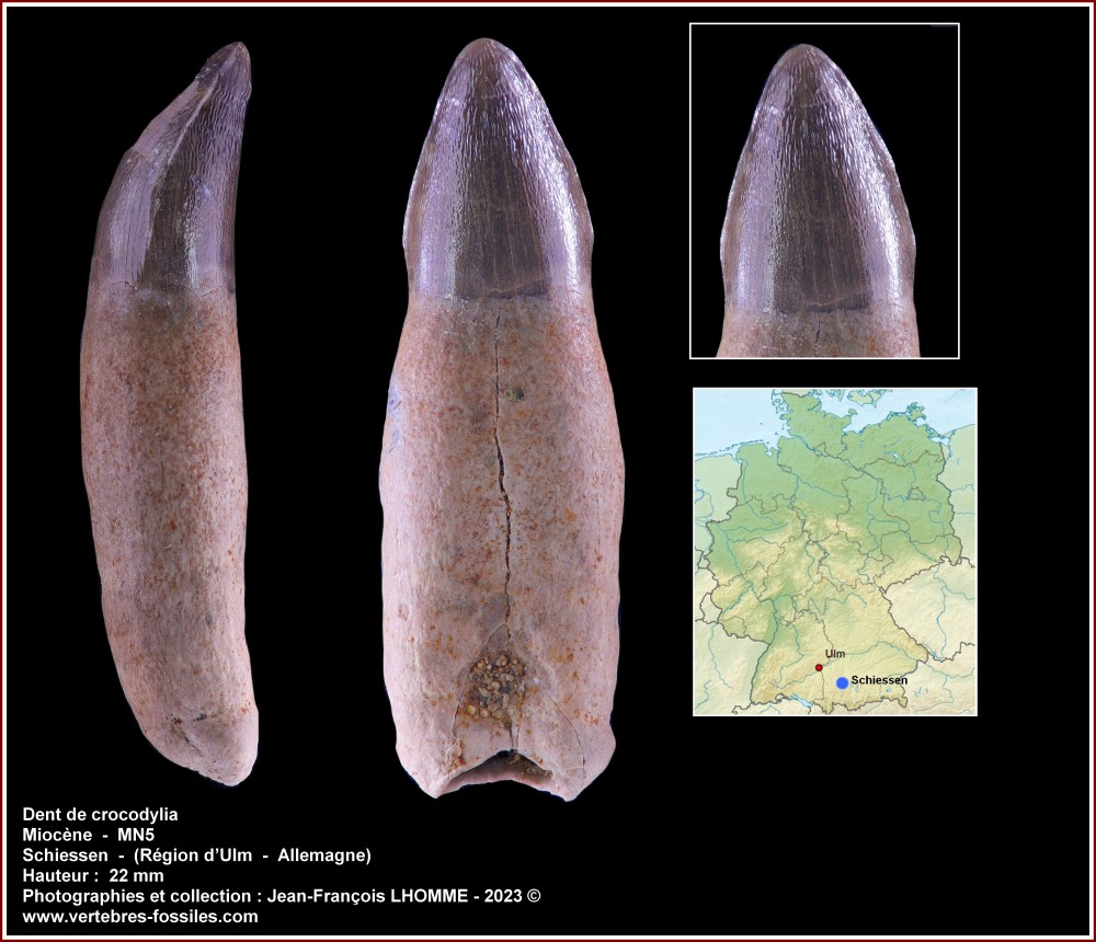 pl_dent_croco_schiessen_mn5.jpg
