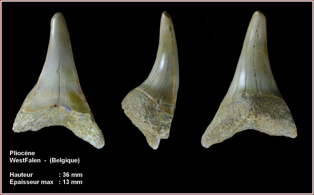 pl_drequin_pliocene_belgique.jpg