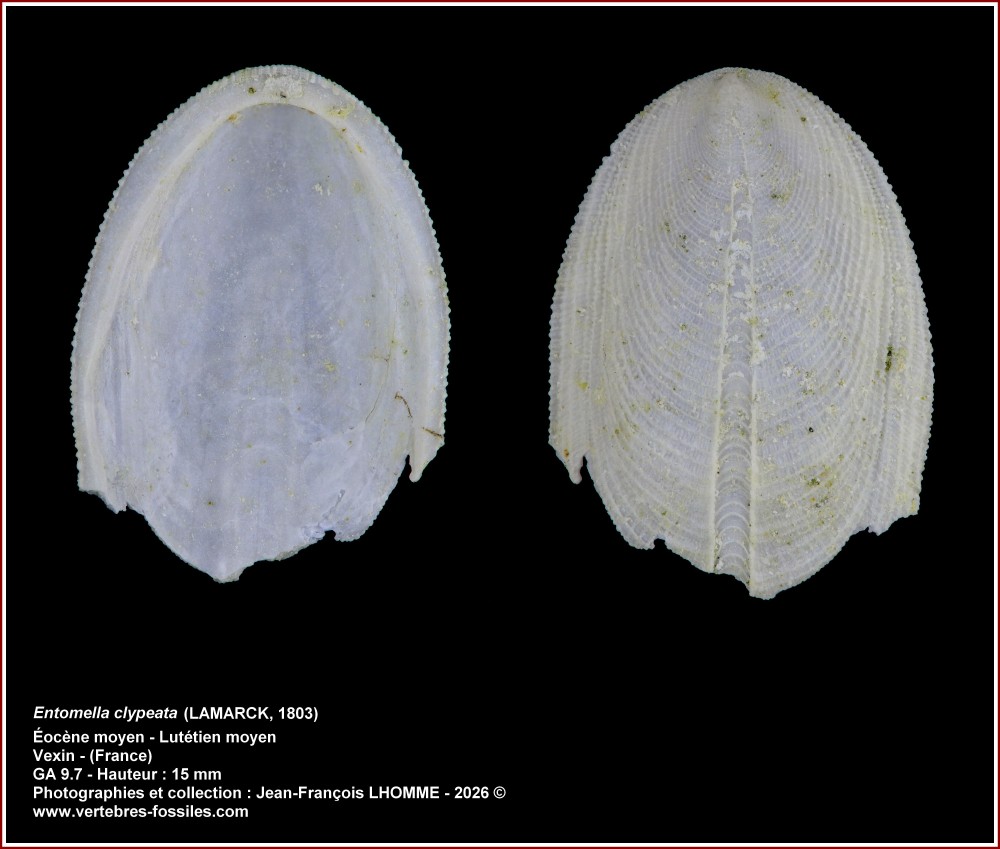 pl_entomella_clypaeata_vexin.jpg