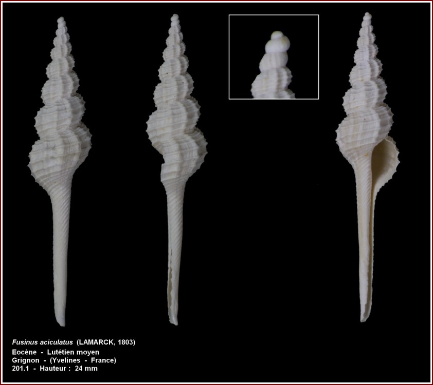 pl_fusinus_aciculatus_grignon.jpg