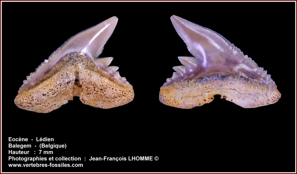 pl_galeorhinus_balegem1.jpg