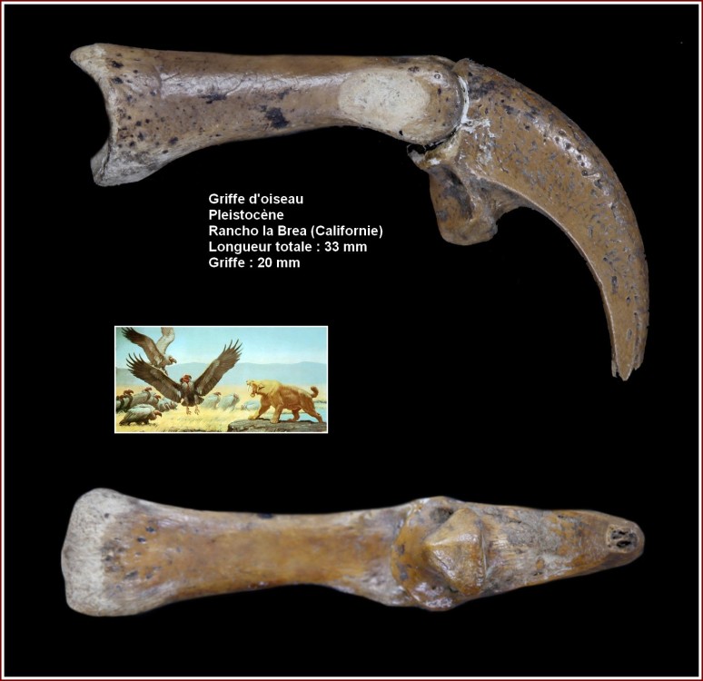 pl_griffe_rancholabrea.thumb.jpg.35c5229f329ca4d0bbc948a068d93487.jpg