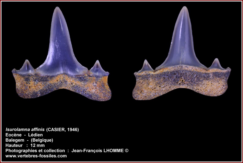 pl_isurolamna_affinis2_balegem.jpg