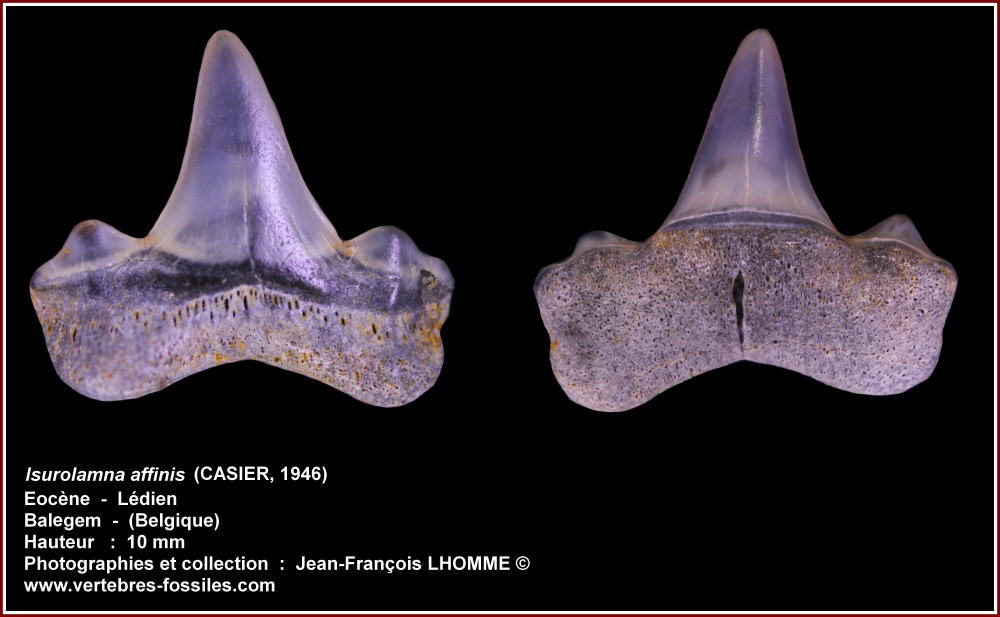 pl_isurolamna_affinis3.jpg