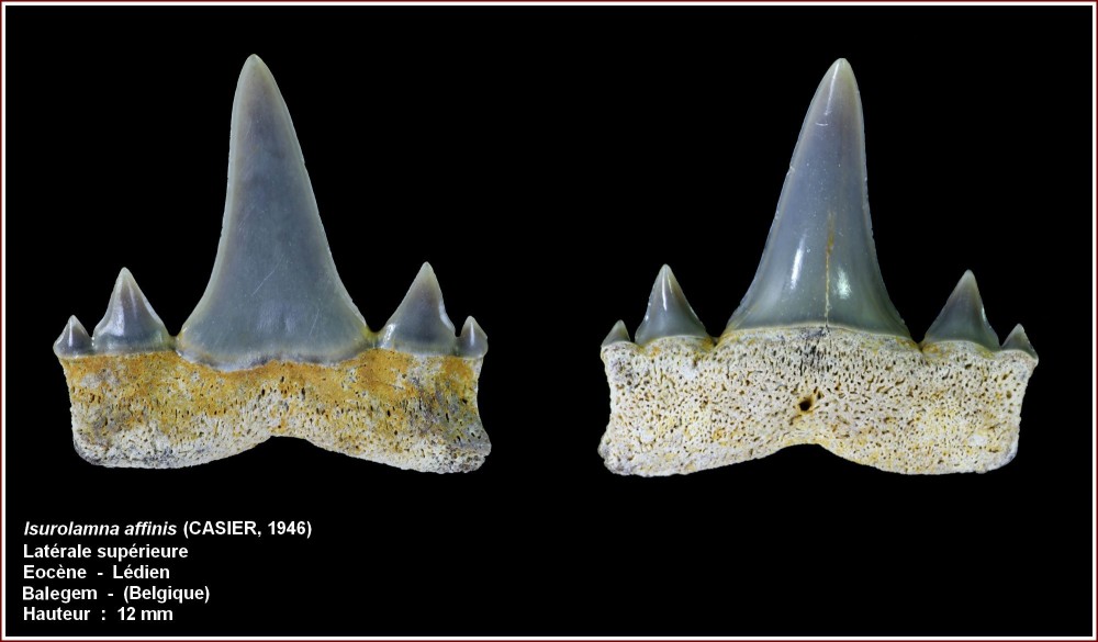 pl_isurolamna_affinis_balegem.jpg