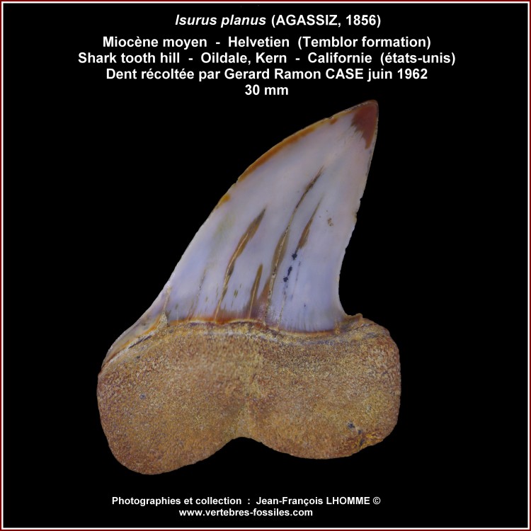 pl_isurus_planus_californie.thumb.jpg.2254bff7f180545d34358c075b6fdbad.jpg