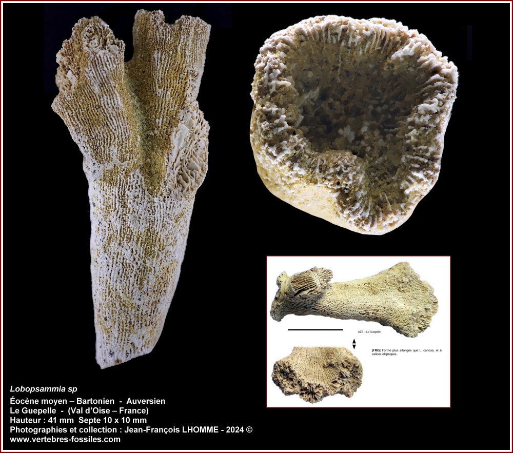 pl_lobopsammia_sp_guepelle.jpg