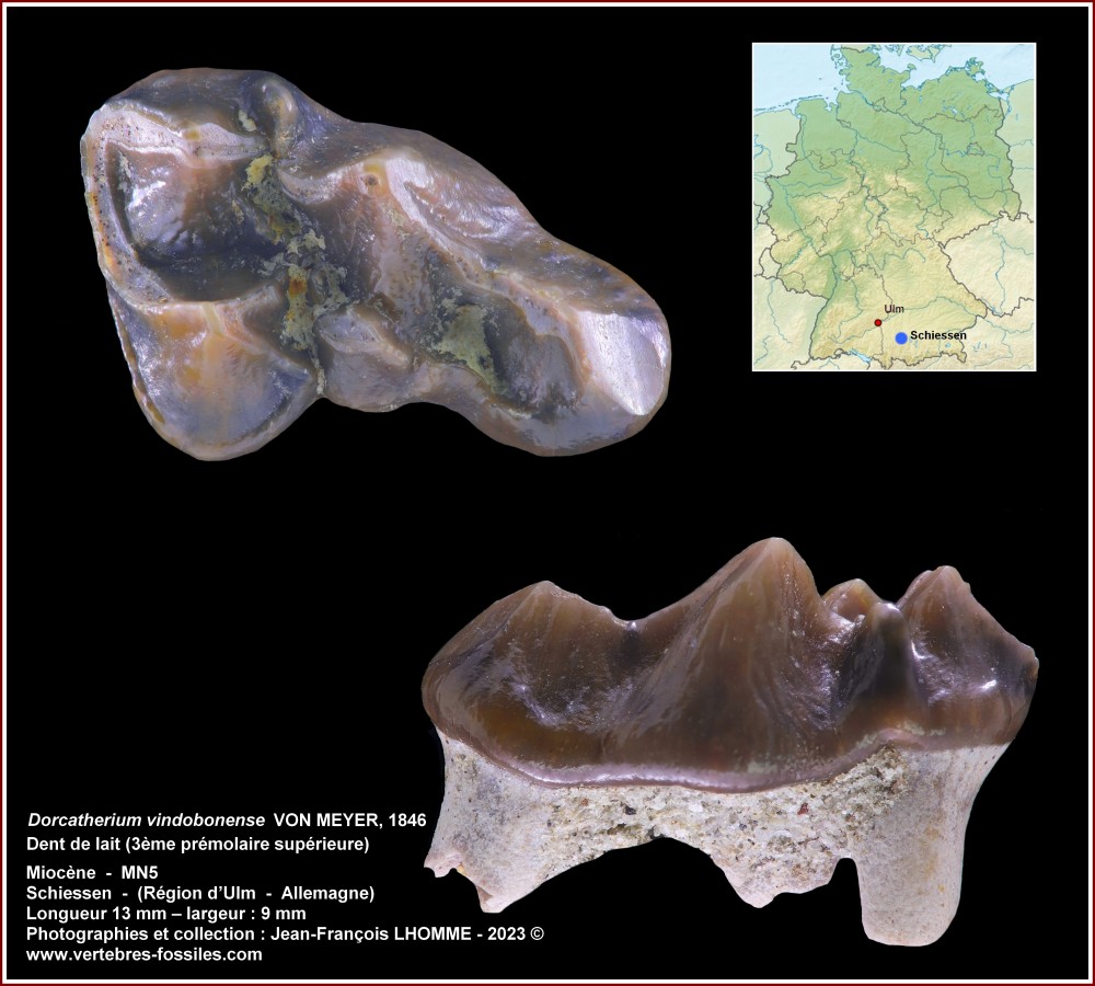pl_molaire_inco_schiessen_mn5.jpg