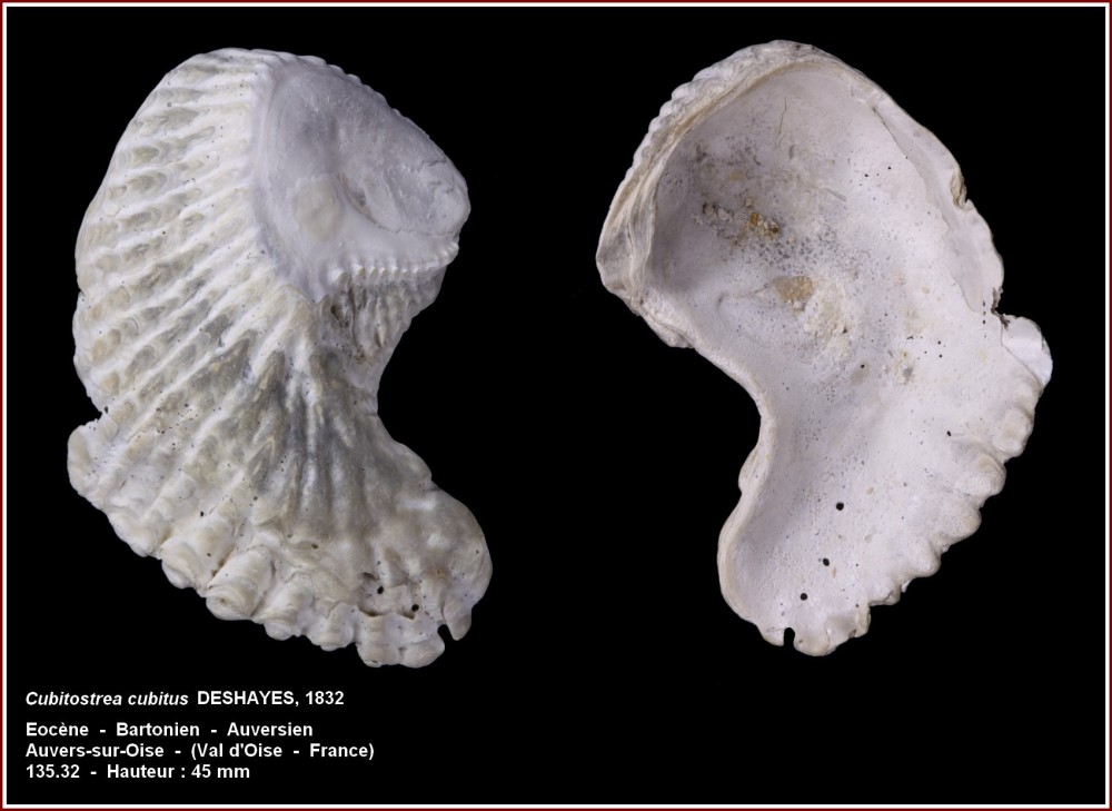 pl_ostrea_cubitus.jpg