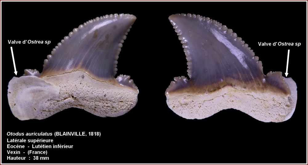 pl_otodus_auriculatus_13.jpg