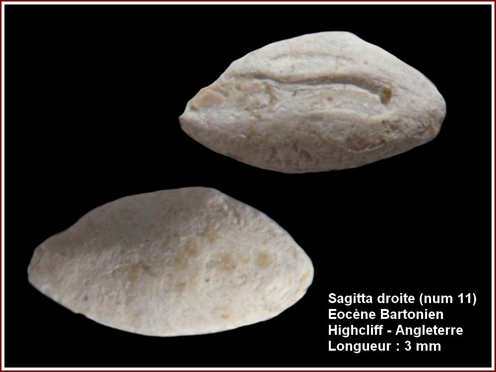 pl_otolithe_11.jpg.ca7789ccae00c6aa90dcf8ab4c652111.jpg