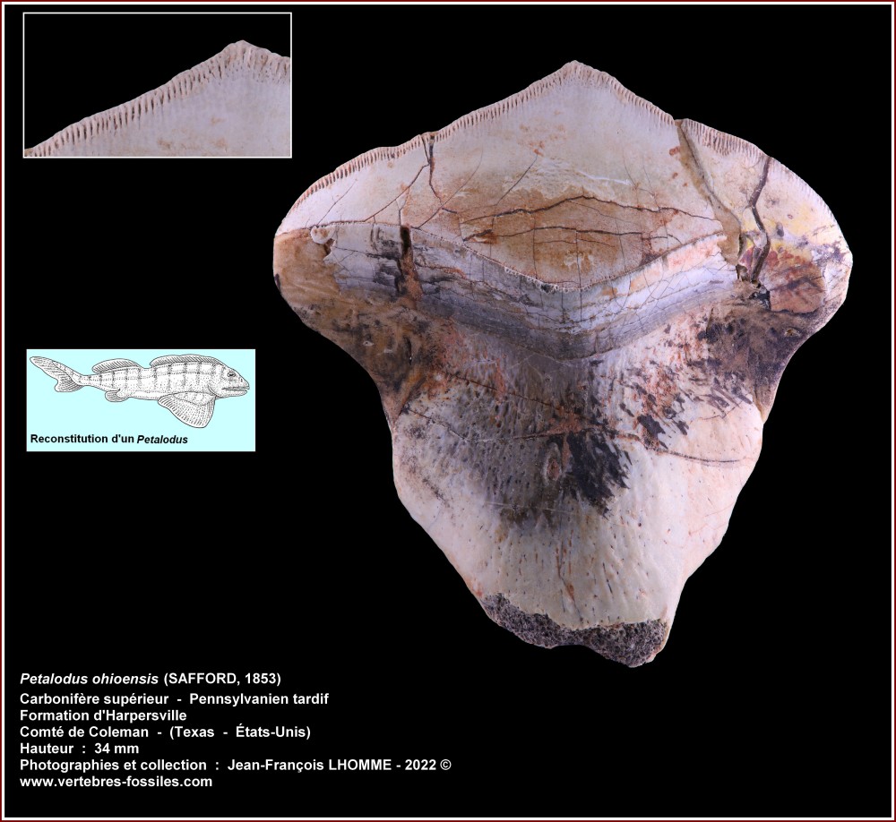 pl_petalodus_ohioensis_texas.jpg