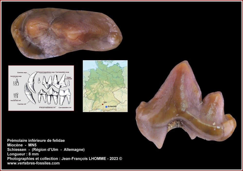 pl_premol_carnivore_schiessen_mn5.jpg