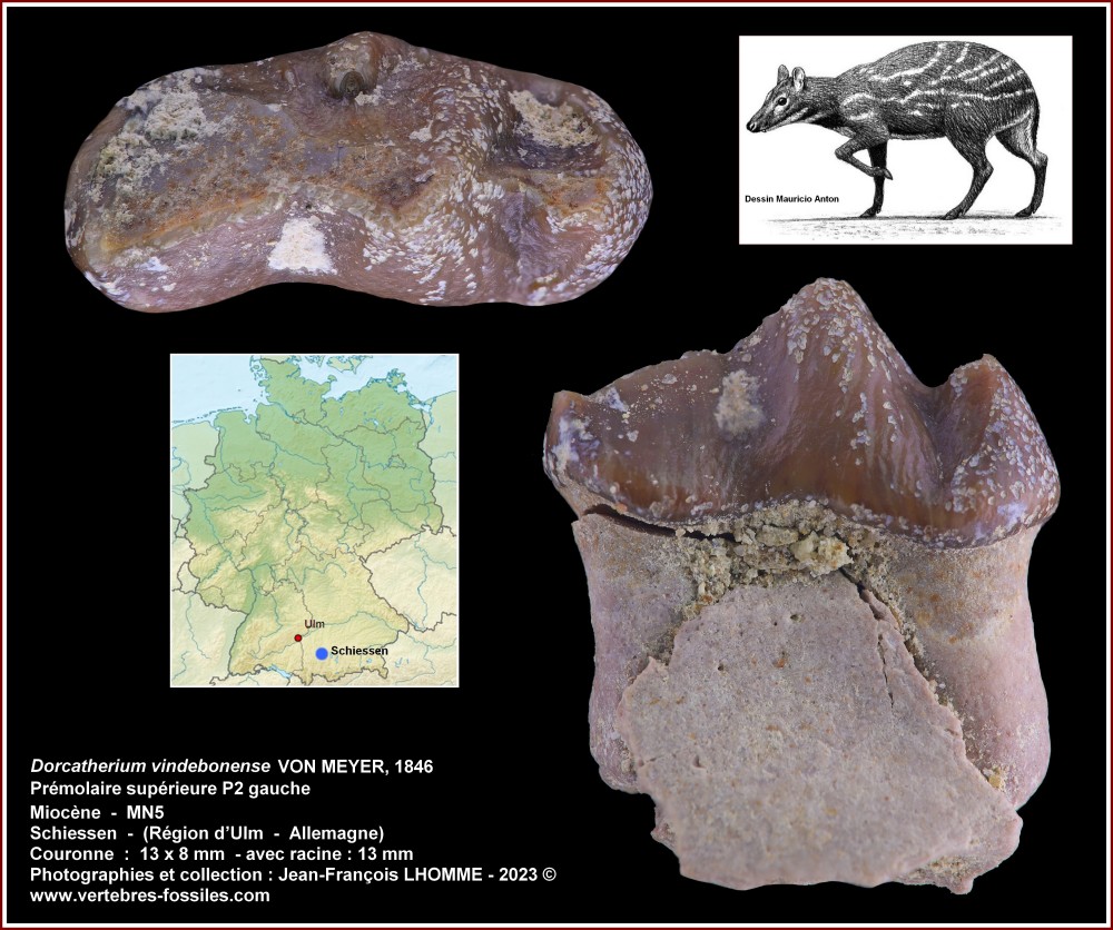 pl_premol_sup_gauche_dorcatherium_schiessen.jpg