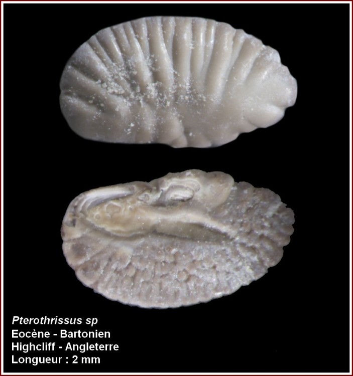 pl_pterothrissus_highcliff.thumb.jpg.cc104fc3286d9aa212620a6a5b039ddf.jpg