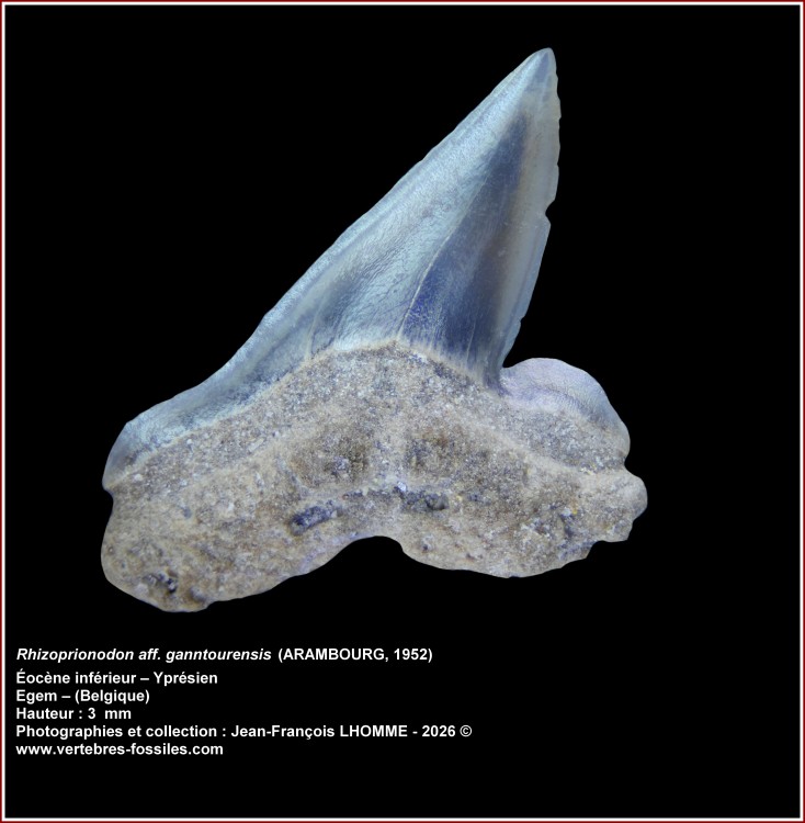 pl_rhizonoprionodon_sp_egem_1.jpg