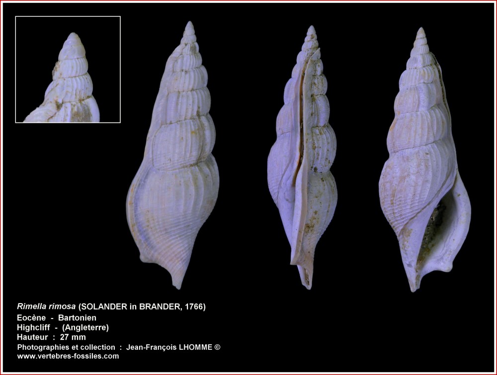 pl_rimella_highcliff.thumb.jpg.cdc51370e6044294b3a93d872bf5f165.jpg