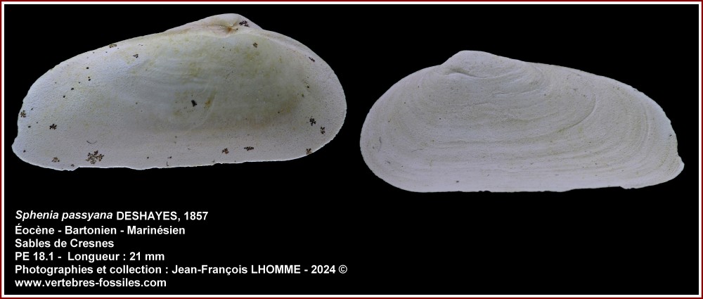 pl_sphenia_passyana_cresnes.jpg
